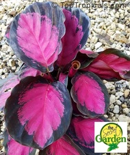 Calathea Rusco with FREE plastic pot, pebbles and garden soil (Real Plant, Indoor Plant and Limited Stock) - Plants for Sale