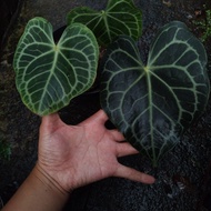 anthurium tarantula karet