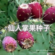 Cactus Fruit Seed Cactus Seed Medicinal Cactus Wild Cactus Fruit Balcony Potted Plant