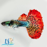 Ikan Guppy Red Dragon Guppy Fish 1 Pair Male Female by LS Aquatic