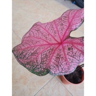 Pokok Keladi Viral / Pokok Keladi Rare / Pokok Keladi Seksi / Caladium Fannie Munson / Pokok Hidup