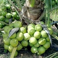 Bibit Kelapa Hijau (Hibrida)