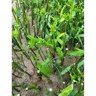 200 branches, monkey bone tree (convolvulus tree, piece tree) 20cm long