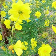Benih bunga cosmos 50 biji
