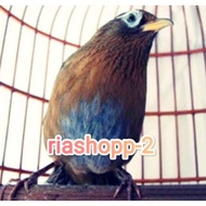 burung wambi import betina prospek super