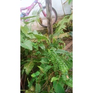 paku pakis hiasan(fern for decoration)