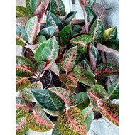 Adelia - Tanaman Hias Aglaonema Aglonema