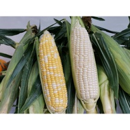 ORIGINAL CAMERON WHITE OR PEARL CORN (1 PIECE GRADE A)