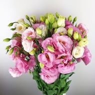 Bunga Eustoma (600g per bundle ) | Fresh Cut Flowers | Bunga Hidup Segar | Floristika