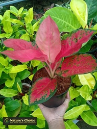 Aglaonema Super Red (Collectors Plant - Last 3 Stocks) with FREE garden soil plastic pot and marble 
