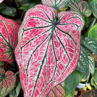 Formosa - Caladium Thai Beauty indoor plantreal plantgardening