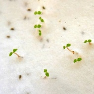 Germination paper, seed paper used to make A4 size cards, 120gsm, with VAT invoice