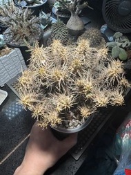 塊根植物- 鬼棲閣