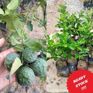 [READY STOCK] Garden Anak Pokok Limau Purut Kawin Original Cantuman