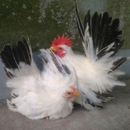 ayam kate chabo blacktail