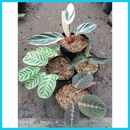 ❃ ✲ ◈ Available live plants for sale Calathea Variety