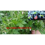 seeds BIJI BENIH SAYUR MAMAN HERBS