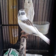 Burung Kenari Gacor Dor