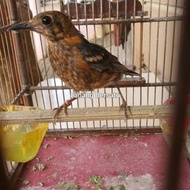 burung anis merah jantan trotol