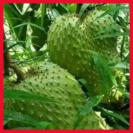 ✧ ❡ ✴ GUYABANO SEEDS 3SEEDS