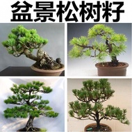 Osaka Matsu Seed Nasu Short Leaf Five-Needle Pine Seed Japanese Black Pine Ponytail Pine American Re