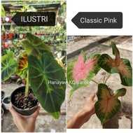 ☘️COLOCASIA ILUSTRI/CLASSIC PINK /MEDIUM SIZELimited stock