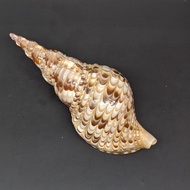 359. Cangkang Kerang Terompet Triton 17,7 cm