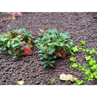 bucephalandra mini submerged