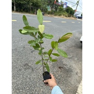 Thai custard apple, large fruit grown from seeds, used to sweeten sugar, soak in salt to make delici