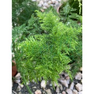 Asparagus Fern. 文竹. Fern