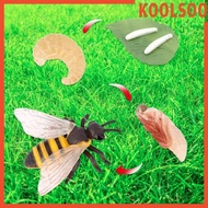[Koolsoo] Bee Animal Life Cycle Animal Growth Cycle Set Teaching Tools Realistic
