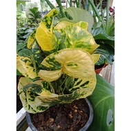 Pokok Puding Siam Daun Bulat Bercorak Hijau Kuning, Ready Stock ,Live Plant,Pokok , Tanaman Hiasan, Outdoor Plant