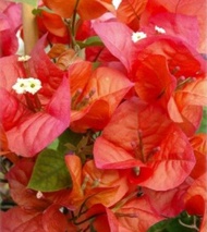 KERATAN BUNGA KERTAS BER ID ROSENKA ORRANGE - Garden