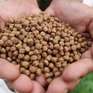 Omega 3 catfish adult catfish food 1 kg packaging - catfish food - large size catfish pellets adult 