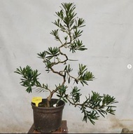 _kungtree ｜火焰羅漢松(新品種)｜（110/12/13）(AM19)