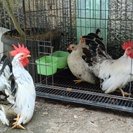 Ayam Kate Ayam Hias Chabo Jepang