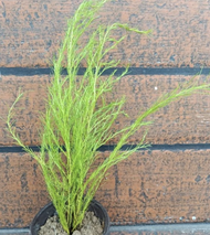 Anak Pokok Dill/ Adas