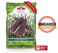 JAGUNG JANTAN 250 GRAM benih biji jagung ungu jagung pulut ketan hitam