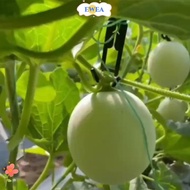 EWEA 30pcs Mesh melon hook, Mesh melon cantaloupe Hanging Hook, long special cantaloupe Hooks for El