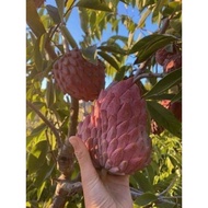 Giant red custard apple seedling (super fruit, super sweet)