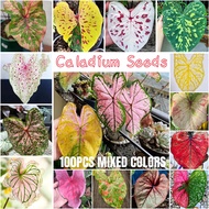 100pcs Caladium Seeds for Planting Garden Decoration Items Flower Plant Herb Seeds Easy To Germinate Fast Grow