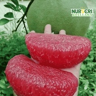 🔥HYBRID🔥 POKOK LIMAU BALI MERAH THAI / Thai Red Pomelo / Citrus Maxima / Live Plants