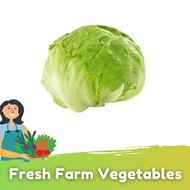 Salat Bulat / Iceberg Lettuce (500g+/-)