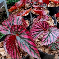 pohon begonia rex walet tanaman hias begonia rex walet