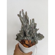 cactus Euphorbia Lactea Cristata