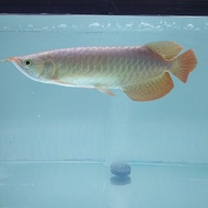 Arwana super red/ arowana super red/super red arwana