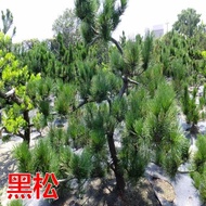Ready Stock Quick Shipping Red Pine Three-pointed Fir Black Pine Seed Bonsai Pine Oil Pine Seed Whit