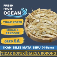 【WHOLESALE】1KG IKAN BILIS MATA BIRU TIDAK KOPEK RANGGUP GRED 5A DRIED ANCHOVIES