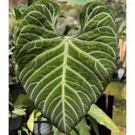 Anthurium Regale/帝王花烛/rare plant