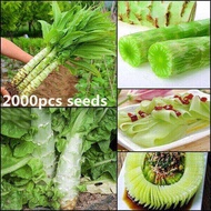 2000pcs/bag authentic asparagus lettuce potted landscape organic vegetable high-quality asparagus lettuce family garden easy to plant